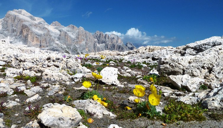 primiero pale di san martino