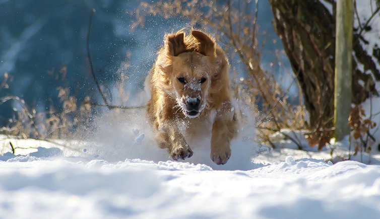Hund Schnee werdepate pixabay cc publicdomain