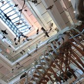 Trento Muse pianoterra scheletro balena