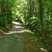 sentiero strada discesa da malga albi a garniga
