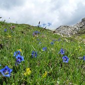 flora alpina sul castellaz genziane