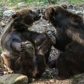 Parco Faunistico Spormaggiore orsi Cleo Cora