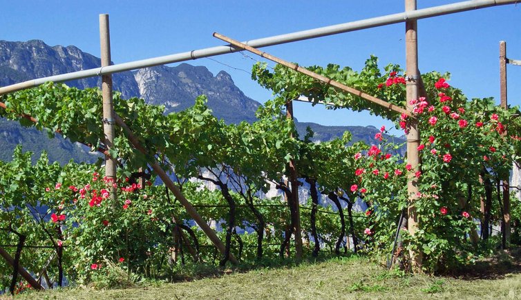 vigneti vino trentino