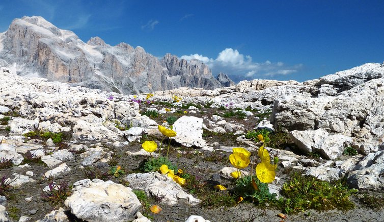 primiero pale di san martino