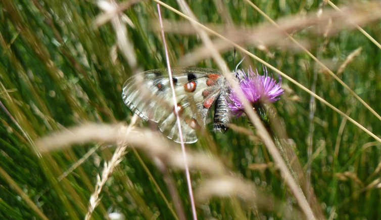 farfalla apollo val di rabbi