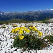 papavero delle alpi a passo groste