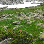 val nambrone fiori e neve presanella