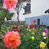 fai della paganella fiori