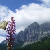 accoppiamento di farfalle