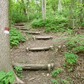 percorso tra il bosco