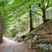 monte terlago ai laghi di lamar percorso nel bosco