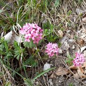 sottobosco primaverile monte terlago