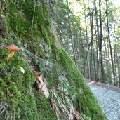 funghi nel bosco finonchio