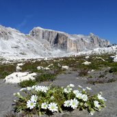 fiori alpini pale di san martino