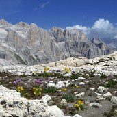 giardinetto tra le pietre delle dolomiti