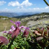 flora alpina lagorai