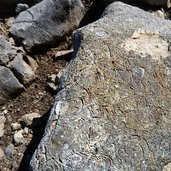 pietra con orme geologiche