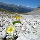 papavero alpino