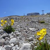 papavero alpino