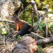 scoiattolo nel bosco