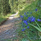 sentiero sat attraverso il bosco