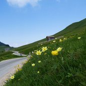 pampeago pass blumenwiese