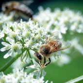 LP ruffre ape natura fiore prato