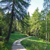 strada forestale coni zugna