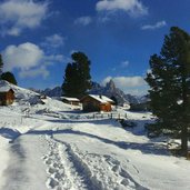 masi nei pressi del Passo Lusia con le Pale di San Martino sullo sfondo