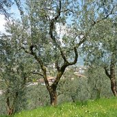 riva del garda passeggiata monte brione uliveti uliveto