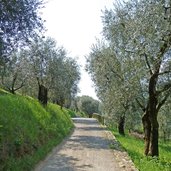 riva del garda passeggiata monte brione uliveti uliveto