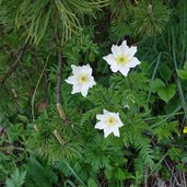 pulsatilla alpina