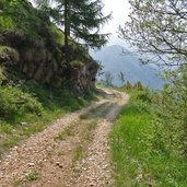 strada forestale passo buole