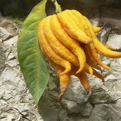 arboreto di arco mano di budda buddhahand zitornatzitrone