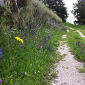 promenade sopra val d astico