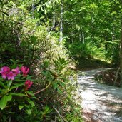 sentiero per malga monticello