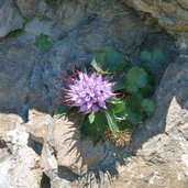 raponzolo di roccia dolomiten schopf teufelskralle