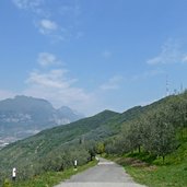 strada sul monte brione uliveti