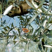 farfalla vulcano vanessa atalanta su ulivo