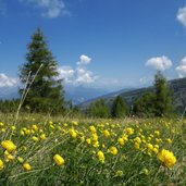 prati di monte spil primavera botton d oro