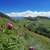 peonie su monte altissimo di nago