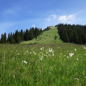 anthericum sui prati sotto monte cornetto