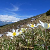 anemone sul monte altissimo