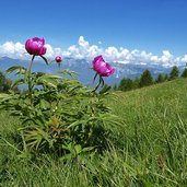 peonie a le prese sui prati del monte stivo