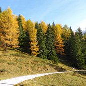 colori d autunno passo san pellegrino sentiero per fuciade