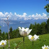 primavera sui prati sotto il monte stivo