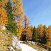 bosco autunno presso passo san pellegrino