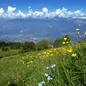 prati fioriti del monte stivo