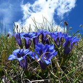 genziane del monte altissimo di nago