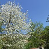 cigliegio in fioritura